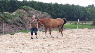 Klant en paard